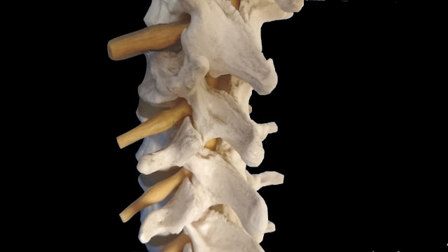 骨の模型